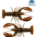 Live Lobster Big /Singi Iraal Uyir - 1 kg