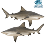Shark big / Suraa Meen - 1 kg